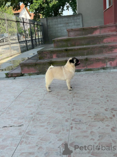 Photo №2 to announcement № 70656 for the sale of pug - buy in Serbia breeder