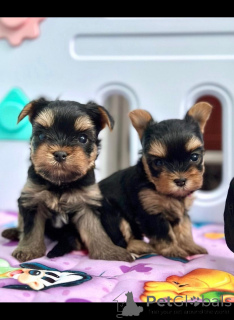 Photo №2 to announcement № 137406 for the sale of yorkshire terrier - buy in Thailand breeder