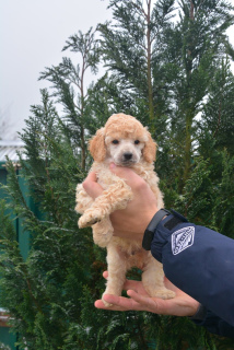 Photo №2 to announcement № 4029 for the sale of poodle (dwarf) - buy in Belarus from nursery