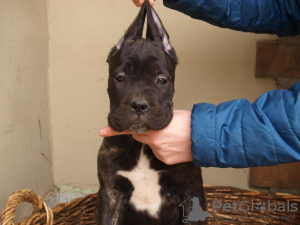 Photo №4. I will sell non-pedigree dogs in the city of Zrenjanin. private announcement - price - 106$