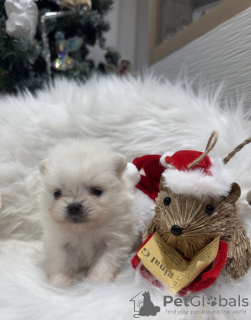 Additional photos: Super tiny snowballs Pomeranians