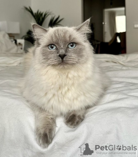 Photo №3. Ragdoll cat. Germany