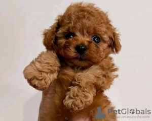 Photo №2 to announcement № 133707 for the sale of poodle (royal) - buy in United States 