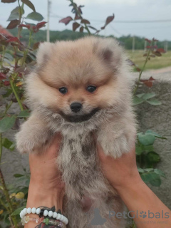 Photo №1. pomeranian - for sale in the city of Loznica | negotiated | Announcement № 60942