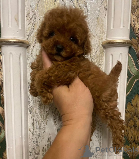 Photo №2 to announcement № 133684 for the sale of poodle (dwarf) - buy in United States private announcement