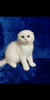 Photo №1. scottish fold - for sale in the city of Wedge | Is free | Announcement № 5499