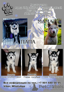 Photo №2 to announcement № 47053 for the sale of siberian husky - buy in Russian Federation private announcement