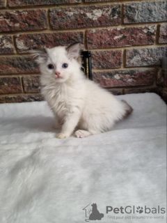 Photo №1. ragdoll - for sale in the city of Сквира | negotiated | Announcement № 31709