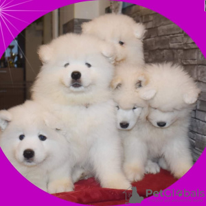 Photo №1. samoyed dog - for sale in the city of Kiskunlacháza | 1585$ | Announcement № 99317