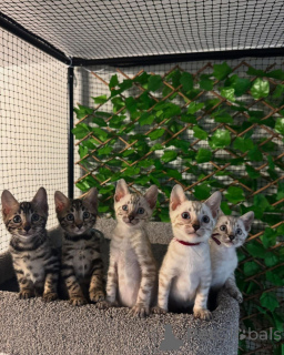 Photo №2 to announcement № 152775 for the sale of bengal cat - buy in France private announcement