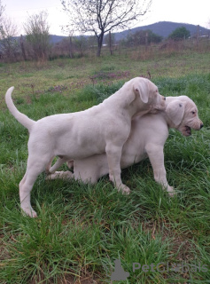 Additional photos: Dogo Argentino puppies