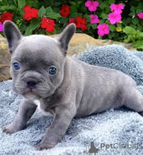 Photo №2 to announcement № 164755 for the sale of french bulldog - buy in France private announcement, breeder