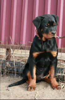 Photo №1. rottweiler - for sale in the city of Astrakhan | 341$ | Announcement № 6590