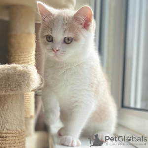 Photo №3. Affectionate British Shorthair Kittens Waiting For A Lovely Home. Estonia