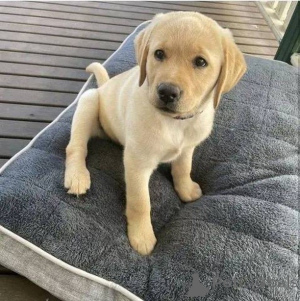 Photo №1. labrador retriever - for sale in the city of Zossen | negotiated | Announcement № 157838