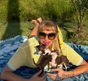 Photo №1. chihuahua - for sale in the city of Tennessee City | 800$ | Announcement № 167174