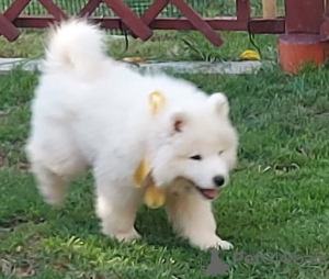 Additional photos: SAMOYED puppy male (FCI) born on June 7, 2024