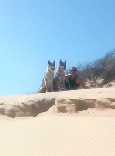 Photo №4. I will sell czechoslovakian wolfdog in the city of Anapa. from nursery - price - Negotiated