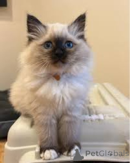 Photo №3. Pyhän birman pentuja myynnissä. Finland