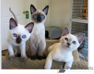Photo №1. burmese cat - for sale in the city of Hille | 465$ | Announcement № 169548