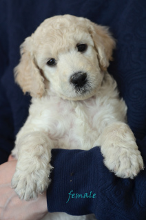 Photo №4. I will sell poodle (toy) in the city of Yaroslavl. from nursery - price - Negotiated