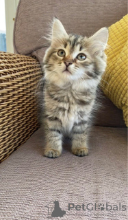 Photo №4. I will sell siberian cat in the city of Garmisch-Partenkirchen.  - price - 475$