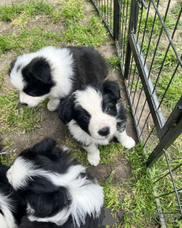 Photo №1. border collie - for sale in the city of Bern | negotiated | Announcement № 120108