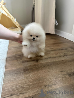 Photo №4. I will sell pomeranian in the city of Wrocław. breeder - price - negotiated