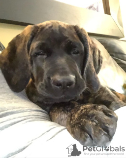 Photo №3. English Mastiff puppies. Estonia