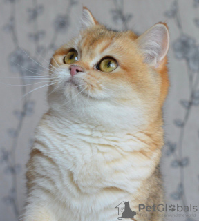 Photo №4. I will sell burmilla shorthair in the city of Коккола. private announcement - price - 2642$