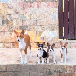 Photo №1. basenji - for sale in the city of Station Nord | negotiated | Announcement № 170480