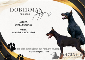 Photo №1. dobermann - for sale in the city of Temerin | negotiated | Announcement № 112496