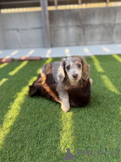 Photo №1. dachshund - for sale in the city of Helsinki | 516$ | Announcement № 164019