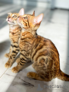 Photo №2 to announcement № 11236 for the sale of bengal cat - buy in Belarus private announcement