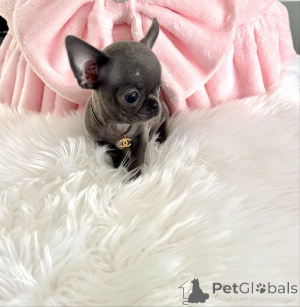 Photo №2 to announcement № 160313 for the sale of chihuahua - buy in Finland private announcement