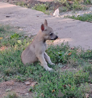 Photo №4. I will sell czechoslovakian wolfdog in the city of Панчево. breeder - price - negotiated