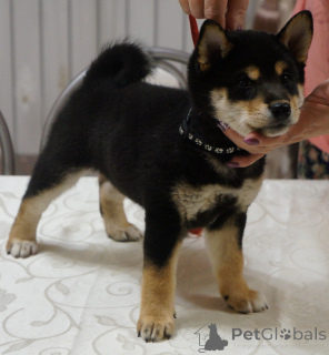 Photo №2 to announcement № 135372 for the sale of shiba inu - buy in Russian Federation breeder