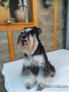 Additional photos: Miniature Schnauzer BEAUTIFUL puppies