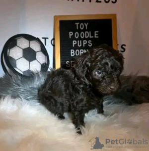 Photo №1. non-pedigree dogs - for sale in the city of Paris | negotiated | Announcement № 126851