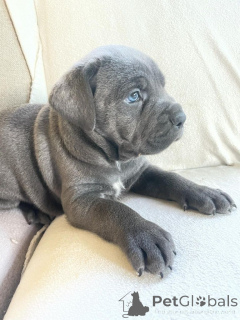 Photo №2 to announcement № 160255 for the sale of cane corso - buy in Germany private announcement