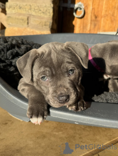Photo №4. I will sell staffordshire bull terrier in the city of Prague. breeder - price - negotiated
