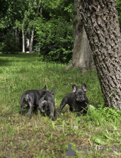 Photo №4. I will sell french bulldog in the city of Moscow river. breeder - price - 890$