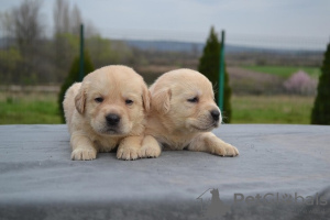 Photo №1. labrador retriever - for sale in the city of Stubline | negotiated | Announcement № 95791