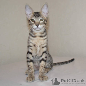 Photo №4. I will sell savannah cat in the city of Berlin.  - price - 158$