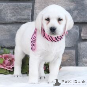 Photo №1. labrador retriever - for sale in the city of Munich | negotiated | Announcement № 166027