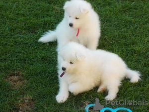 Photo №1. samoyed dog - for sale in the city of Vienna | 264$ | Announcement № 117986