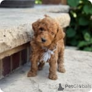 Photo №3. Zoe. United States