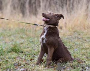 Photo №3. Who needs tenderness?. Russian Federation