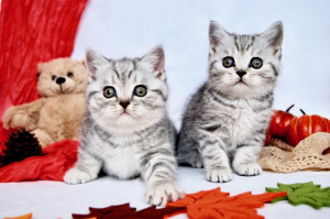 Photo №3. We have beautiful purebred British Shorthair kittens in the colors. Germany
