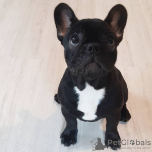 Additional photos: french bulldog